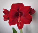Amaryllis Rood- XXL bol- Bloeiend, Ophalen, Halfschaduw, Minder dan 100 cm