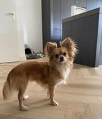 OPZOEK NAAR VLINDERHONDJE X CHIHUAHUA!, 15 weken tot 1 jaar, CDV (hondenziekte), Geslacht onbekend, Eén hond