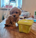 Toy poedeltjes, Dieren en Toebehoren, 8 tot 15 weken, Eén hond, Rabiës (hondsdolheid), Nederland