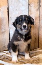 Raszuivere australian shepherd reutje pup, Reu, 8 tot 15 weken, Groot, Eén hond