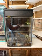 Paludarium te koop met toebehoren, Dieren en Toebehoren, Ophalen, Zo goed als nieuw, Terrarium of Paludarium