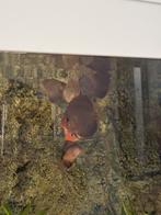 DİSCUS VİSSEN, Dieren en Toebehoren, Vissen | Aquariumvissen, Vis