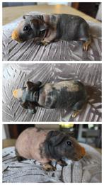 Skinny cavia zeugje, Dieren en Toebehoren, Knaagdieren, Juli, Vrouwelijk, Cavia