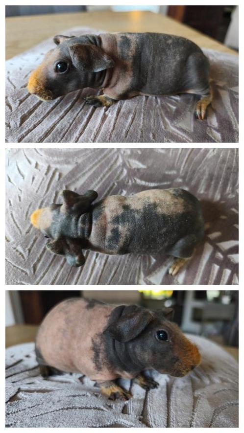 Skinny cavia zeugje, Dieren en Toebehoren, Knaagdieren, Vrouwelijk, Cavia, Juli
