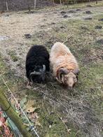 Ouessant rammen stamboek, Mannelijk, Schaap