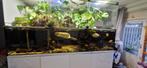 Aqaurium 2640 liter, met roggen, albino arowana, irwini meer, Ophalen, Gebruikt, Gevuld zoetwateraquarium