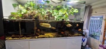 Aqaurium 2640 liter, met roggen, albino arowana, irwini meer beschikbaar voor biedingen