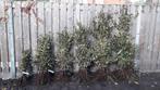 Taxus en beukenhaag volop leverbaar,  vanaf €0,65, Tuin en Terras, Planten | Bomen, Ophalen, Bloeit niet, Halfschaduw, Overige soorten