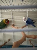 Agaporinssen vogels, Dieren en Toebehoren, Vogels | Parkieten en Papegaaien, Meerdere dieren, Parkiet