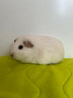 Cavia zeugje ter adoptie - knaagdieropvang Rodent Rescue, Januari, Vrouwelijk, Cavia