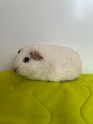 Cavia zeugje ter adoptie - knaagdieropvang Rodent Rescue beschikbaar voor biedingen