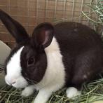 Hollander konijntjes, Dieren en Toebehoren, Konijnen, Mannelijk, Middelgroot, 0 tot 2 jaar