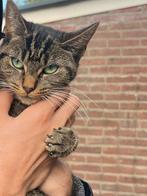 Lieve kat Mocha zoekt een nieuw, liefdevol thuis, Poes