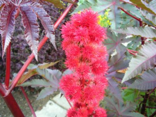 zaden of zaailingen wonderboom rood ricinus, Tuin en Terras, Bloembollen en Zaden, Zaad, Voorjaar, Volle zon, Ophalen