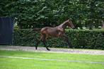 Hengstveulen Verdi x Contendro 1, Springpaard, Minder dan 160 cm, Niet van toepassing, 0 tot 2 jaar