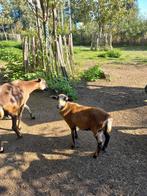 Kameroen ooitje 3 maanden, Dieren en Toebehoren, Schapen, Geiten en Varkens, Vrouwelijk, Schaap