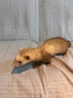 Lieve fret, Dieren en Toebehoren, Knaagdieren, Fret, Juni, Vrouwelijk, Tam