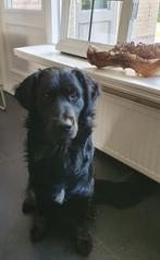 Te koop onze lieve  prachtige  Golden Retriever/Friese Stabi, Reu, 1 tot 2 jaar, Eén hond, Middel