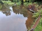 Gezocht goudelritsen.en goudwindes, Dieren en Toebehoren, Vissen | Vijvervissen, Karper of Koi