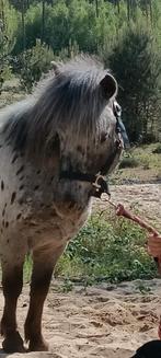Lieve shetlander-appalooza ruin, Dieren en Toebehoren, Pony's, Ruin
