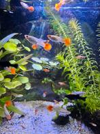 Aquarium visjes, Vis