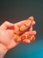 0.1 mooie hypo jungle het squaretail boa ci, Slang