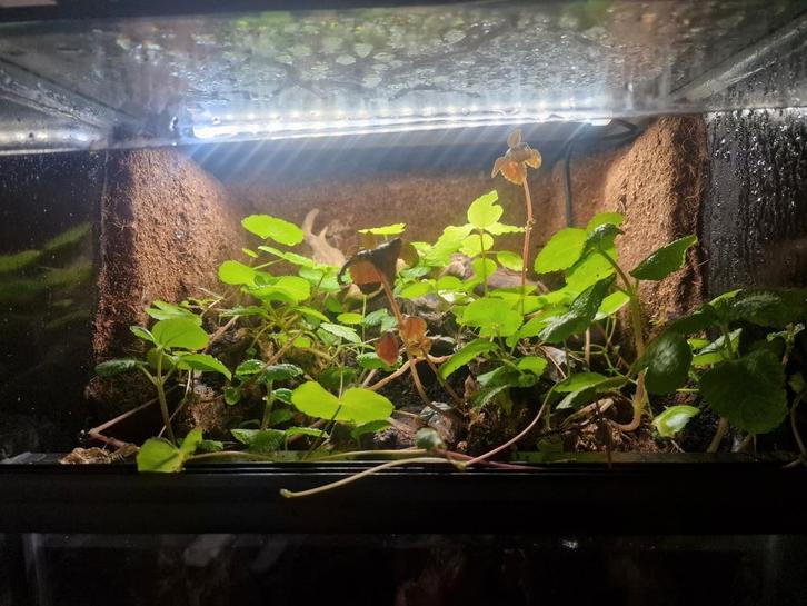 Paludarium, Dieren en Toebehoren, Reptielen en Amfibieën | Toebehoren, Zo goed als nieuw, Ophalen of Verzenden