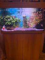 Juwel rio 125 led compleet met vissen, Dieren en Toebehoren, Vissen | Aquaria en Toebehoren, Ophalen of Verzenden, Zo goed als nieuw