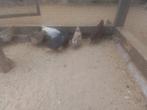 Chinese dwergkwartels, Dieren en Toebehoren, Vogels | Overige Vogels, Meerdere dieren, Geringd