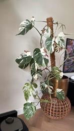 Monstera Variegata, Huis en Inrichting, Kamerplanten, Ophalen, Halfschaduw, 100 tot 150 cm