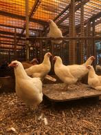 Barnevelder Groot | Witte kippen | Goede Leggers!, Dieren en Toebehoren, Kip, Meerdere dieren