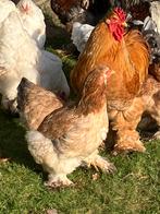 Broedeieren, Dieren en Toebehoren, Pluimvee, Geslacht onbekend, Kip