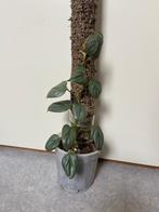 Philodendron sodiroi op mosstok, Huis en Inrichting, Kamerplanten, Overige soorten, Minder dan 100 cm, Ophalen of Verzenden, Halfschaduw