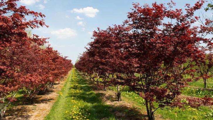 Prachtige japanse esdoorn vanaf nu leverbaar!, Tuin en Terras, Planten | Bomen, Overige soorten, Halfschaduw, Bloeit niet, Ophalen of Verzenden