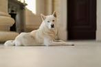 Niet te koop! Dekreu Huskita, Dieren en Toebehoren, Honden | Dekreuen, België, Particulier, Rabiës (hondsdolheid), Reu