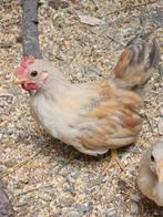 2 prachtige kleine serama haantjes, Dieren en Toebehoren, Pluimvee, Mannelijk, Kip