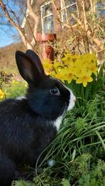 Jong konijn ram, Dieren en Toebehoren, Konijnen, Mannelijk, Klein, 0 tot 2 jaar
