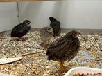 Natuurbroed Kwartels, Dieren en Toebehoren, Pluimvee, Meerdere dieren, Overige soorten