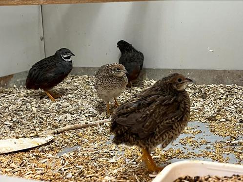 Natuurbroed Kwartels, Dieren en Toebehoren, Pluimvee, Overige soorten, Meerdere dieren