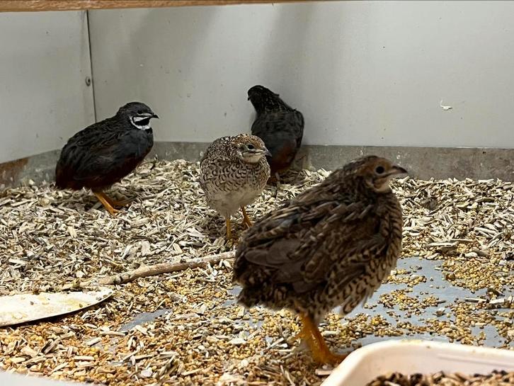 Natuurbroed Kwartels hennen, Dieren en Toebehoren, Pluimvee, Overige soorten, Meerdere dieren