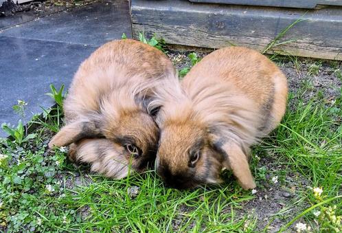 Twee schattige konijntjes, Dieren en Toebehoren, Knaagdieren, Meerdere dieren, Overige typen, Voor 1 juli 2024, Tam