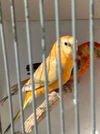 Koppel roodruggen, Dieren en Toebehoren, Vogels | Parkieten en Papegaaien, Meerdere dieren, Parkiet, Geringd
