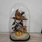 Antieke Stolp met Opgezette Vogels opgezet taxidermie, Antiek en Kunst, Ophalen