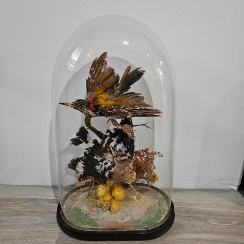 Antieke Stolp met Opgezette Vogels opgezet taxidermie, Antiek en Kunst, Antiek | Overige Antiek, Ophalen
