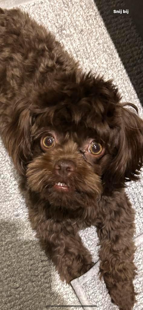 Shipoo dekreu, Dieren en Toebehoren, Honden | Dekreuen, Reu, Particulier, Eén hond, Nederland, 1 tot 2 jaar, CDV (hondenziekte)