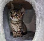 Mooiste Kittens ️❤️, Dieren en Toebehoren, Katten en Kittens | Overige Katten, Kortharig, Meerdere dieren, 0 tot 2 jaar