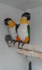 Broedkoppel caique, Dieren en Toebehoren, Vogels | Parkieten en Papegaaien, Mannelijk, Papegaai