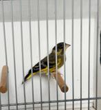 Vruchtbare kruising, Dieren en Toebehoren, Vogels | Overige Vogels, Mannelijk, Wildzangvogel