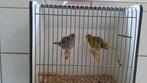 Diverse koppels five fancy kanaries, Dieren en Toebehoren, Vogels | Kanaries, Meerdere dieren, Postuurkanarie