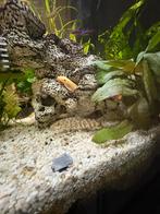 Botias gratis af te halen, Dieren en Toebehoren, Vissen | Aquariumvissen, Vis